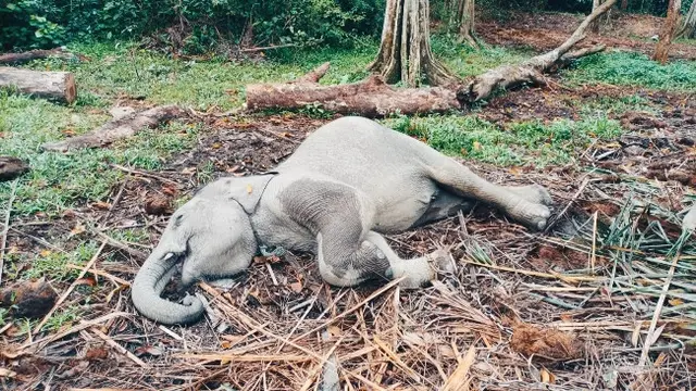 Anak gajah mati di kawasan Taman Wisata Alam Buluh Cina, Kabupaten Kampar, awal tahun ini.