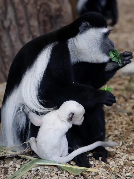 Bayi guereza yang baru lahir memegang guereza dewasa di kebun binatang di Praha, Republik Ceko, Rabu (26/2/2020). Bayi guereza dengan jenis kelamin yang masih belum diketahui tersebut lahir pada 24 Februari 2020. (AP Photo/Petr David Josek)