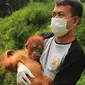 Orangutan Sumatera dikembalikan ke habitatnya (Liputan6.com / Reza Efendi)