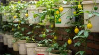 7 Tanaman Rambat yang Cocok Dibuat Kebun Gantung dari Ember Bekas, Hemat Lahan &amp; Berbuah Lebat