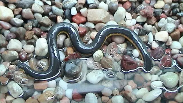 Caecilian