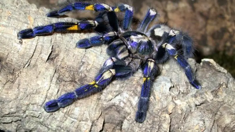 Mahasiswa Temukan Tarantula Biru Langka nan Eksotis 