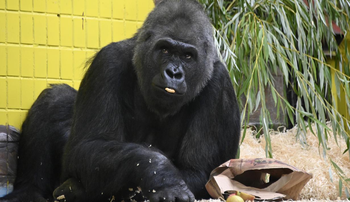 Foto Momen Lucu Gorila Saat Dapat Kado Ulang Tahun Global