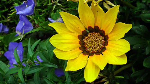 Bunga Gazania