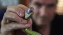 Steve Ludwin menunjukkan mulut ular viper palem peliharaannya di Kennington, London, Kamis (9/11). Steve Ludwin menyuntikkan bisa ular viper tersebut ke tubuhnya untuk kekebalan tubuh dan sebagai anti racun. (AFP Photo/Niklas Halle'n)