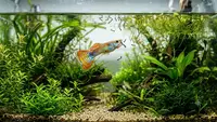 9 Jenis Ikan Hias Pemakan Jentik Nyamuk, Solusi Alami Cegah Penyakit