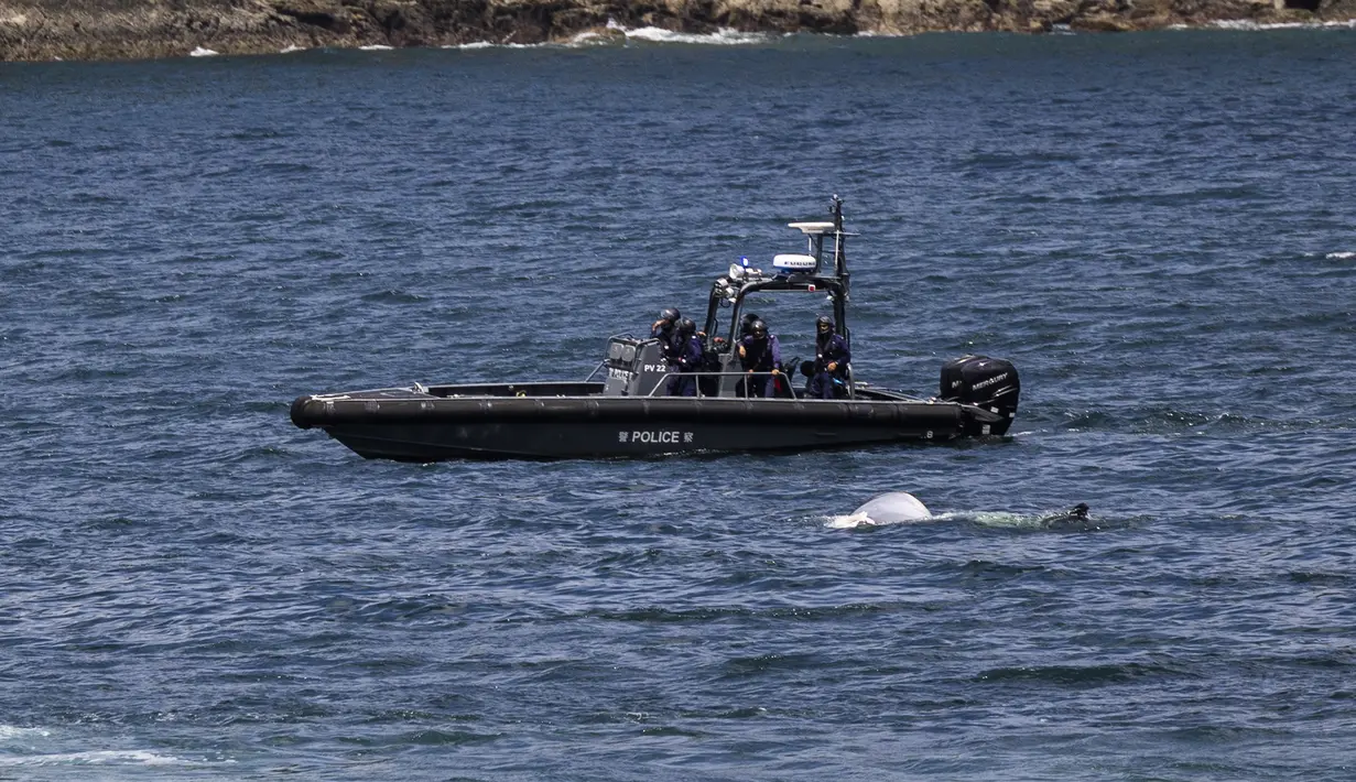 Bangkai paus Bryde terlihat di perairan Hong Kong, Senin, 31 Juli 2023. Seekor paus yang ditemukan mati mengambang di lepas pantai Hong Kong setelah dua minggu berada di daerah tersebut memiliki luka baru di sirip punggungnya, yang memicu kemarahan di media sosial terhadap para wisatawan. (AP Photo/Louise Delmotte)
