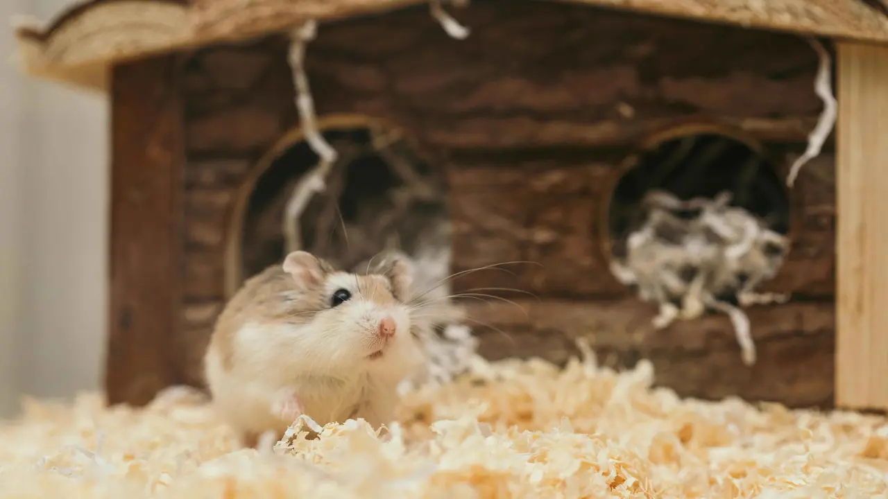 3 Inspirasi Hamster Room