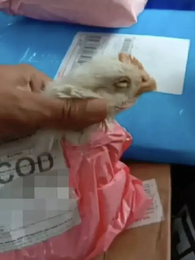 7 Potret Paket Beli Barang Online Ini Absurd Banget, Bikin Tepuk Jidat