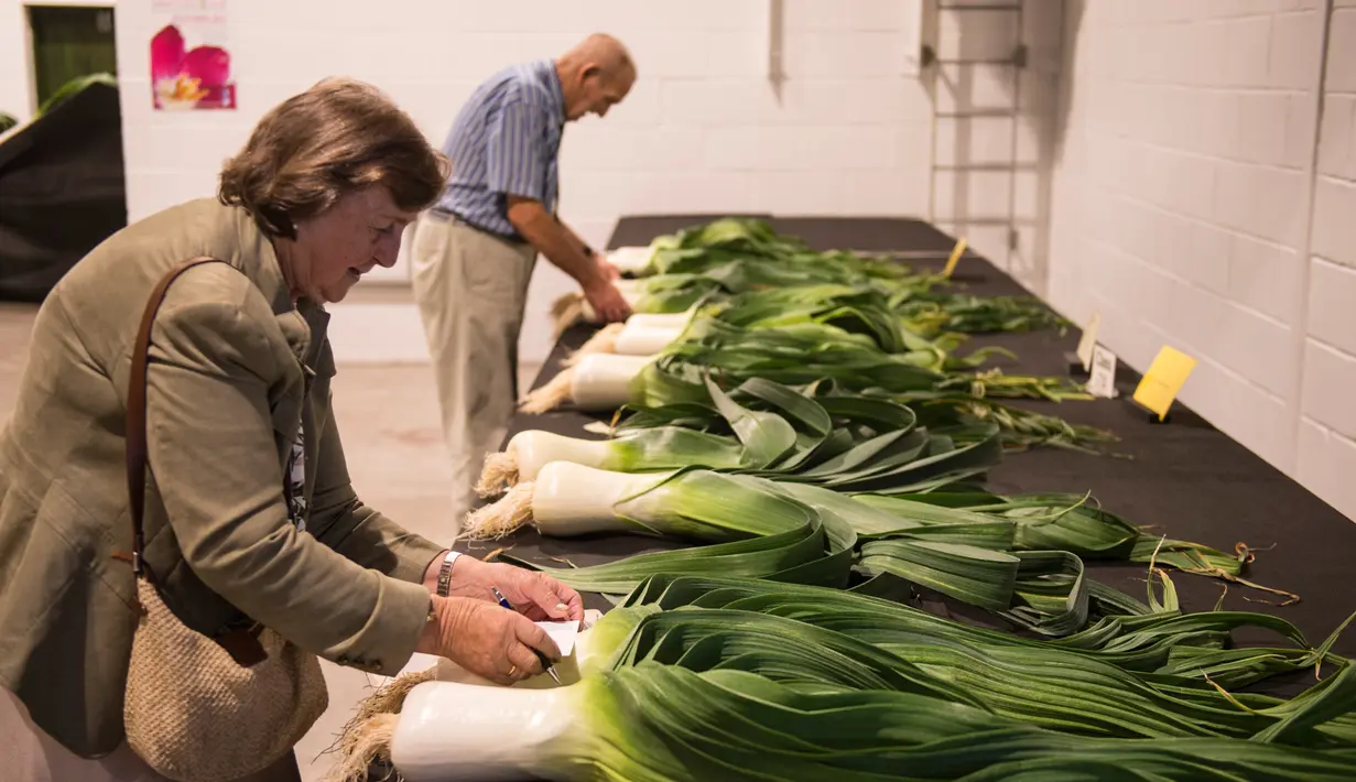 Juri memberikan penilaian terhadap daun bawang raksasa saat kompetisi sayur di Great Yorkshire Showground, Harrogate, Inggris, Jumat (16/9). Pameran ini memamerkan sayur-mayur raksasa yang dihasilkan tanpa rekayasa genetika. (AFP PHOTO/Oli Scarff) 