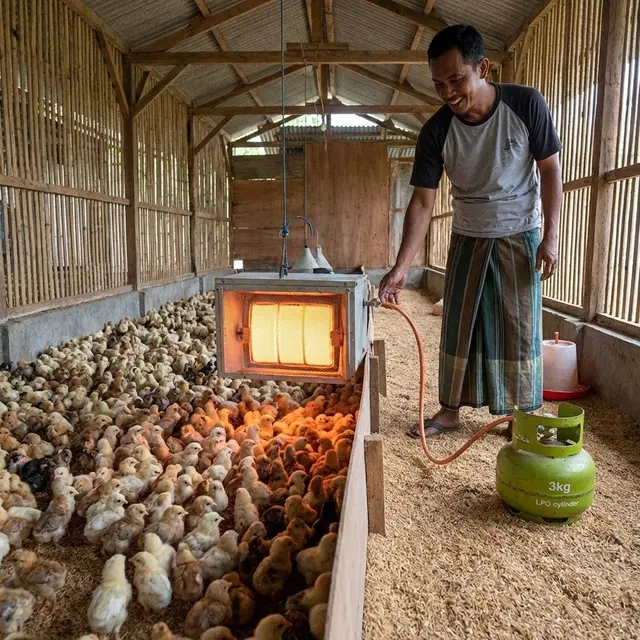 Kandang ayam dengan pemanas bahan bakar gas LPG (Gemini AI)