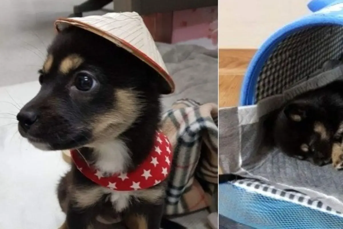 [Bintang] Supaya Karyawan Nggak Malas-malasan, Perusahaan Ini Memperkerjakan Anjing Penjaga