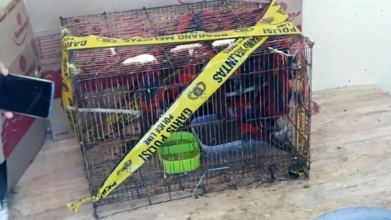 Barang bukti puluhan burung Nuri dititipkan di Balai Konservasi Sumber Daya Alam,