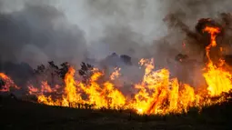 Ratusan hektar lahan telah terbakar selama dua hari terakhir. (Al ZULKIFLI/AFP)