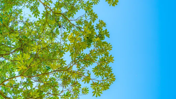 Ilustrasi Daun Ketapang (Credit: Freepik/jannoon028)