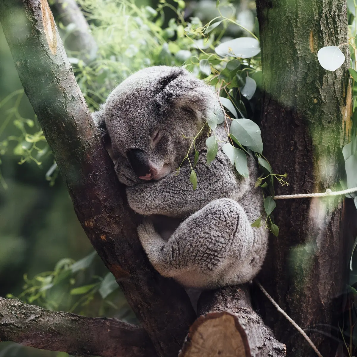 Penafsiran Mimpi: Pesona Koala Dalam Mimpi Anda
