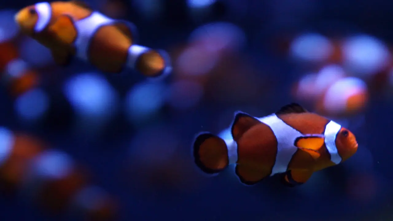 Clownfish atau ikan badut. (Dok: GABRIEL BOUYS / AFP)