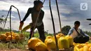 Petani mengumpulkan buah timun suri hasil panen di lahan garapan kawasan Sawangan, Depok, Minggu (3/4/2022). Timun suri yang biasa diolah menjadi minuman wajib untuk menemani berbuka puasa ini dijual dari harga Rp 9ribu - Rp 20ribu tergantung ukurannya. (merdeka.com/Arie Basuki)