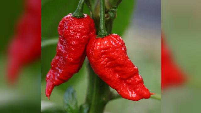 Cabai Setan (Naga Bhut Jolokia), salah satu jenis cabai paling pedas sedunia.