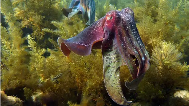 Sotong dapat membuat tubuhnya tak terlihat dengan perubahan warna kulit yang menjadi transparan (AFP)