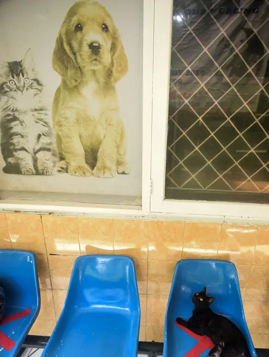 Seekor kucing duduk di atas kursi kosong di Rumah Sakit Hewan Jakarta (RSHJ) di Ragunan, Jakarta (22/9/2020). Rumah sakit ini juga berfungsi sebagai sekolah medis dan pusat pelatihan bagi dokter hewan. (Xinhua/Agung Kuncahya B.)