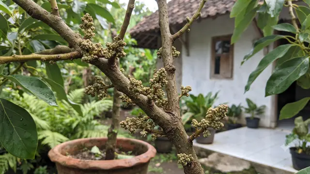 Ciri Alpukat Siap Berbuah