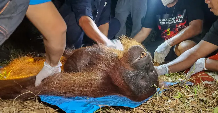 Petugas Balai Konservasi Sumber Daya Alam (BKSDA) bersama Orangutan Foundation International (OFI) memeriksa seekor orangutan yang dievakuasi dari kawasan terdampak kebakaran hutan dan lahan di Baamang, Kabupaten Kotawaringin Timur, Kalimantan Tengah, Rabu (14/10/2026). Kebakaran hutan dan lahan yang melanda Kalimantan dan Sumatra mengancam habitat satwa liar serta menyebabkan kabut asap menyelimuti sejumlah wilayah di Indonesia, Malaysia, dan Singapura. (REINA/AFP)