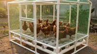 5 Model Kandang Ayam yang Paling Mudah Dibersihkan untuk Efisiensi Peternakan Modern