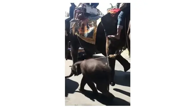 Bayi Gajah Ini Ambruk Saat Dipaksa Bawa Turis, Bikin Netizen Geram