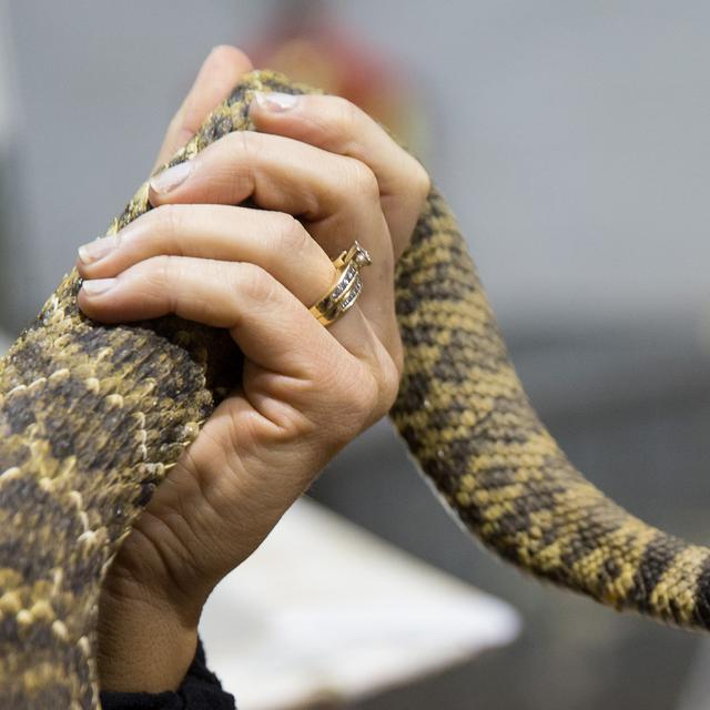 Ular Tanpa Kepala Serang Pria Di Alabama Zombie Global Liputan6 Com