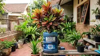 10 Tanaman Hias yang Tumbuh Cantik di Galon Bekas, Mudah Dirawat dan Ramah Pemula