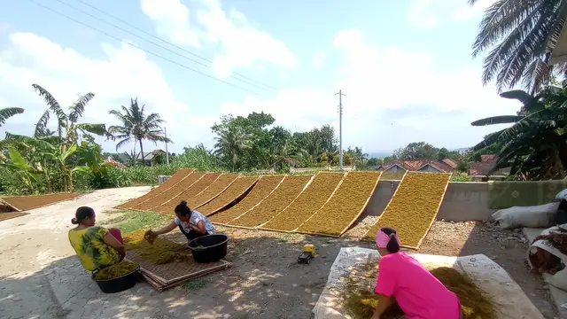 Pekerja perempuan menata Mbako Siluk yang sudah dirajang untuk dikeringkan di bawah matahari selama tiga hari.