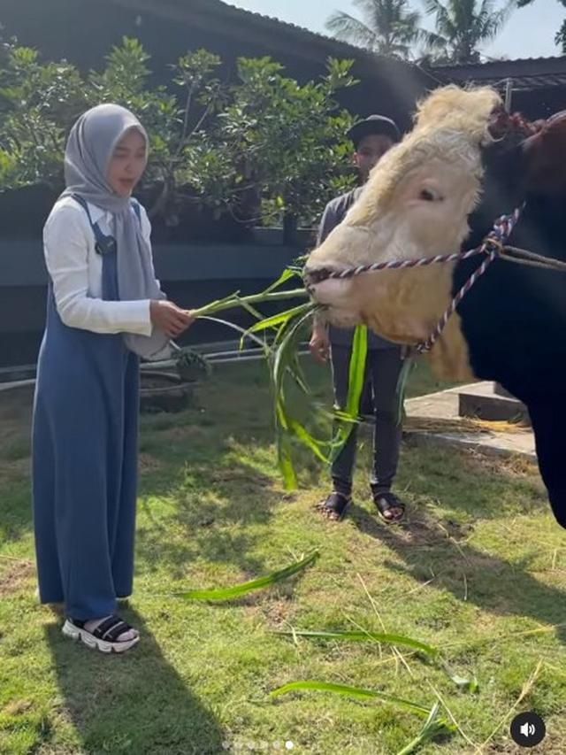 6 Potret Ria Ricis dengan Sapi Jumbo untuk Kurban, Rela Berburu hingga ...