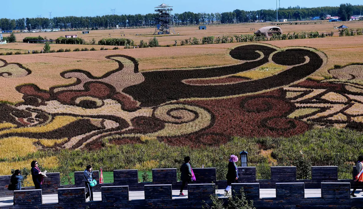 Karya seni bergambar naga yang terbuat dari varietas padi terlihat di persawahan saat musim panen di Shenyang, China (20/9). Karya seni ini bertujuan mempromosikan pariwisata di daerah tersebut. (AFP Photo/Str/China Out)