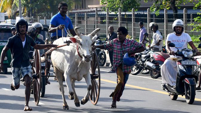 Warga ikut menyemangati para peserta saat memacu tunggangannya dalam perlombaan balap gerobak sapi di Kolombo, Sri Lanka, Sabtu (20/4). (LAKRUWAN WANNIARACHCHI/AFP)