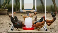 Kombinasi Pakan Ayam Kampung yang Murah dan Cepat Membuat Gemuk, Peternak Wajib Tahu