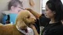 Seorang staf mendemonstrasikan cara merawat anjing peliharaan dalam ajang Pameran Hewan Peliharaan Internasional Chengdu di Chengdu, Provinsi Sichuan, China, Minggu (19/7/2020). Pameran Hewan Peliharaan Internasional Chengdu ke-9 berakhir pada 19 Juli 2020. (Xinhua/Wang Xi)
