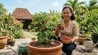 Cara Menanam Raspberry di Pot untuk Daerah Panas agar Cepat Berbuah, Ini 8 Langkahnya