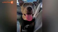 Tidak hanya mengalami kebutaan, anjing ini juga menderita penyakit jantung dan kulit setelah mengalami persalinan.
