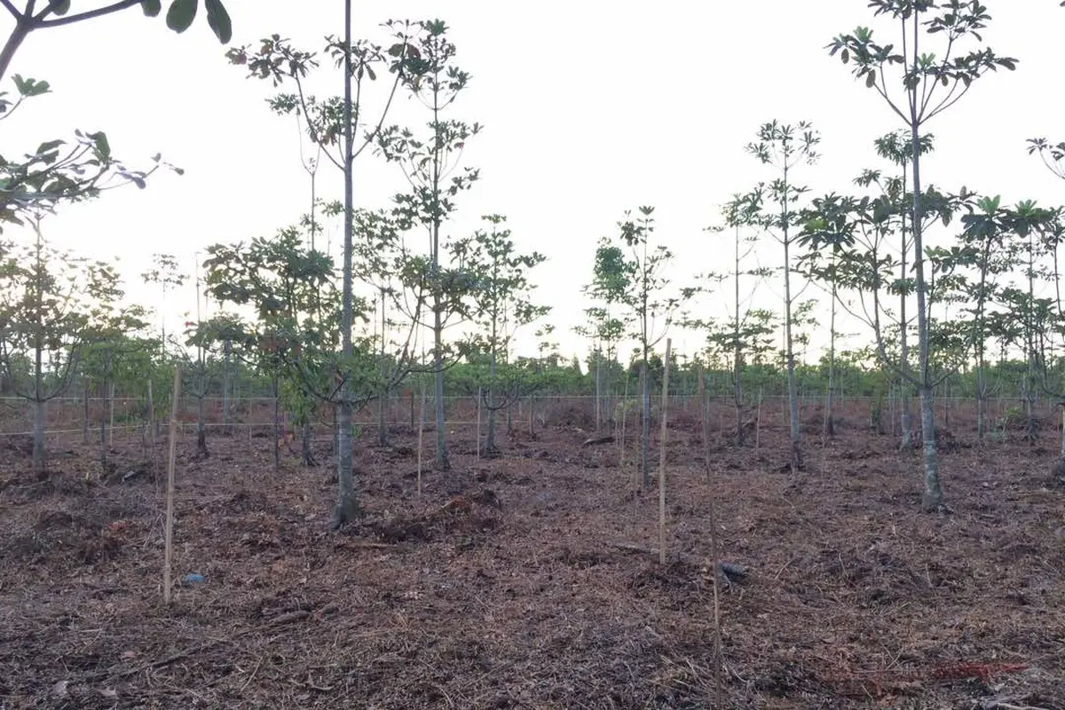 Lahan Gambut di Kabupaten OKI Sumsel menjadi lokasi kunjungan Bonn Challange 2017 (Liputan6.com/Nefri Inge)