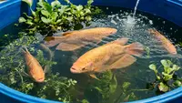 5 Ikan Air Tawar yang Banyak Dicari Warung Makan dan Restoran, Peluang Budidaya Stabil