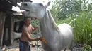 Seekor kuda saat dimandikan di Perkampungan kuda Rawa Badung, Jakarta, Rabu (1/9/2021). Pemeriksaan kuda diberikan kepada pemilik kuda delman untuk menyejahterakan di masa pandemi Covid-19 yang terdampak akibat PPKM di beberapa kawasan wisata. (merdeka.com/Imam Buhori)