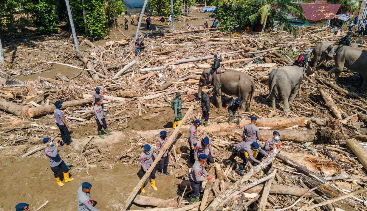 Sebelumnya, banjir bandang melanda Meureudu, Pidie Jaya, Aceh, pada Rabu 26 November 2025. Tampak foto menunjukkan pandangan udara tim pencari dan penyelamat gabungan mengerahkan gajah Sumatra untuk membantu membersihkan puing-puing pohon pasca banjir bandang di Meureudu, Kabupaten Pidie Jaya, Provinsi Aceh, pada Senin 8 Desember 2025. (CHAIDEER MAHYUDDIN/AFP)