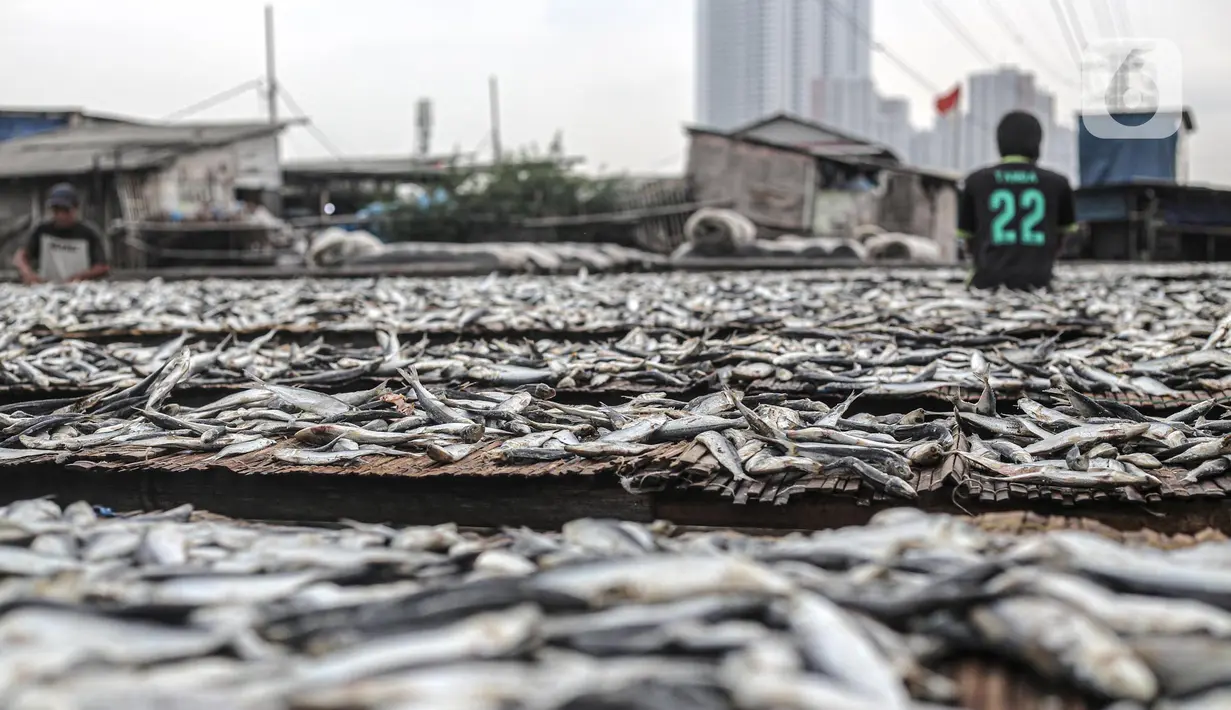 Pekerja menjemur ikan saat proses pengasinan di kawasan Muara Angke, Jakarta, Senin (26/12/2022). Nelayan mengaku produksi ikan asin di muara angke mengalami penurunan, disebabkan terhambatnya proses pengeringan di musim hujan. (Liputan6.com/Faizal Fanani)
