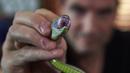 Steve Ludwin menunjukkan mulut ular viper palem peliharaannya di Kennington, London, Kamis (9/11). Steve Ludwin menyuntikkan bisa ular viper tersebut ke tubuhnya untuk kekebalan tubuh dan sebagai anti racun. (AFP Photo/Niklas Halle'n)