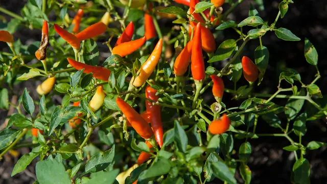 Cabe