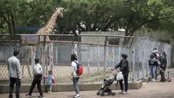 Pengunjung mengamati jerapah di Kebun Binatang Wuhan, Wuhan, Provinsi Hubei, China, Rabu (22/4/2020). Kebun Binatang Wuhan kembali dibuka untuk umum dengan peraturan ketat yang diterapkan untuk mencegah penyebaran COVID-19. (Xinhua/Fei Maohua)