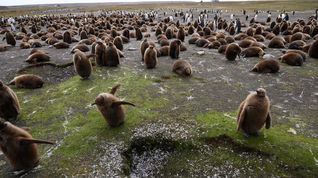 Melihat Aneka Jenis Penguin di Kepulauan Falkland