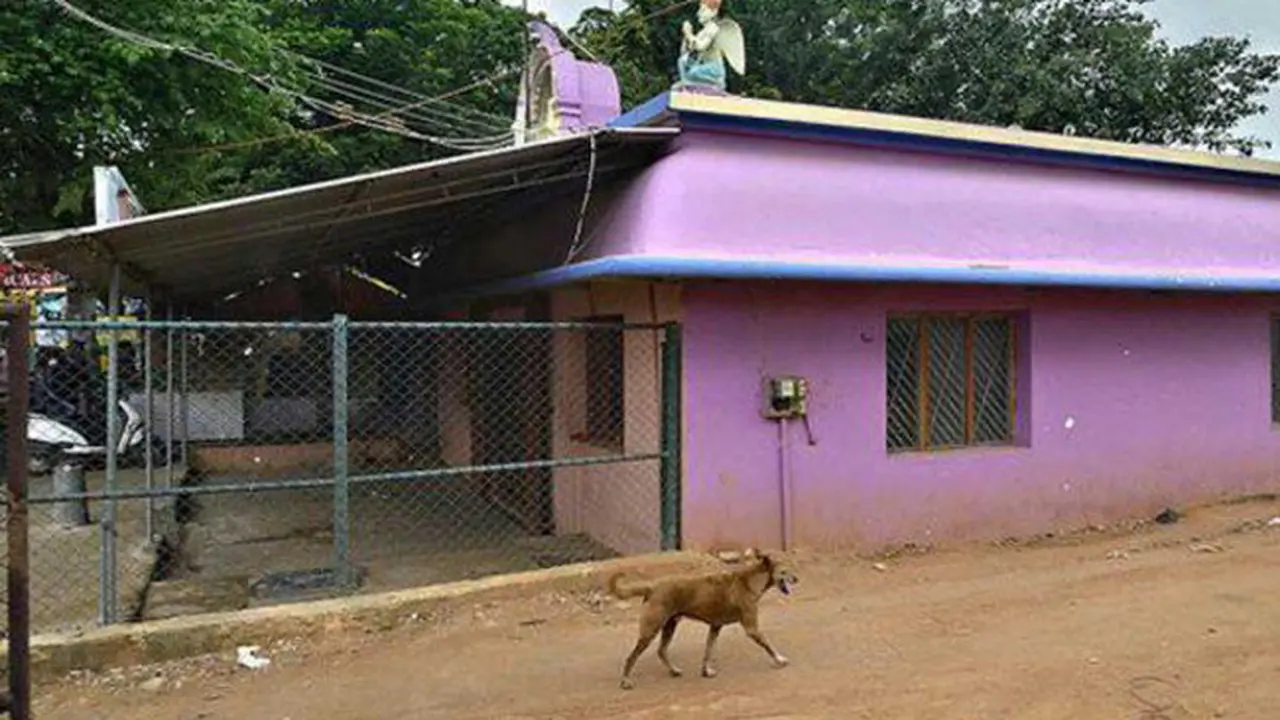 Anjing Misterius, Tiap Hari Kelilingi Kuil Sepuluh Kali