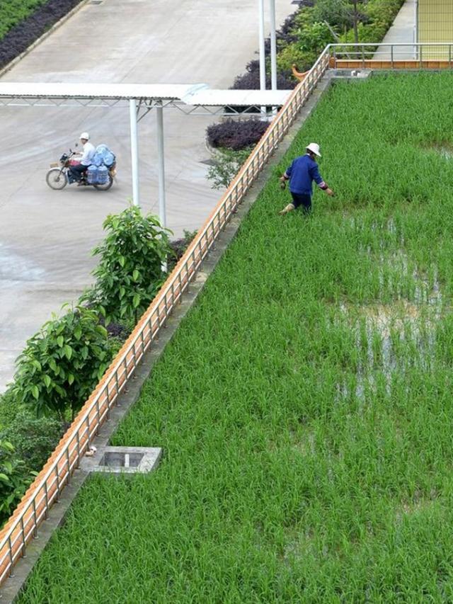 Keren, Atap Gedung Bisa Jadi Tempat Menanam Sayuran